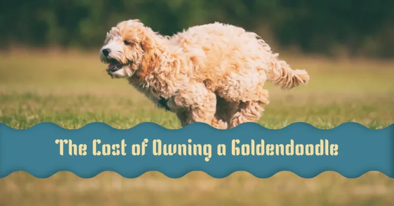 How to Pay a Goldendoodle for the Best Value Per Year 2024