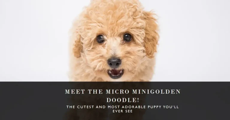 What is a micro mini goldendoodle? A buyer’s Guide New